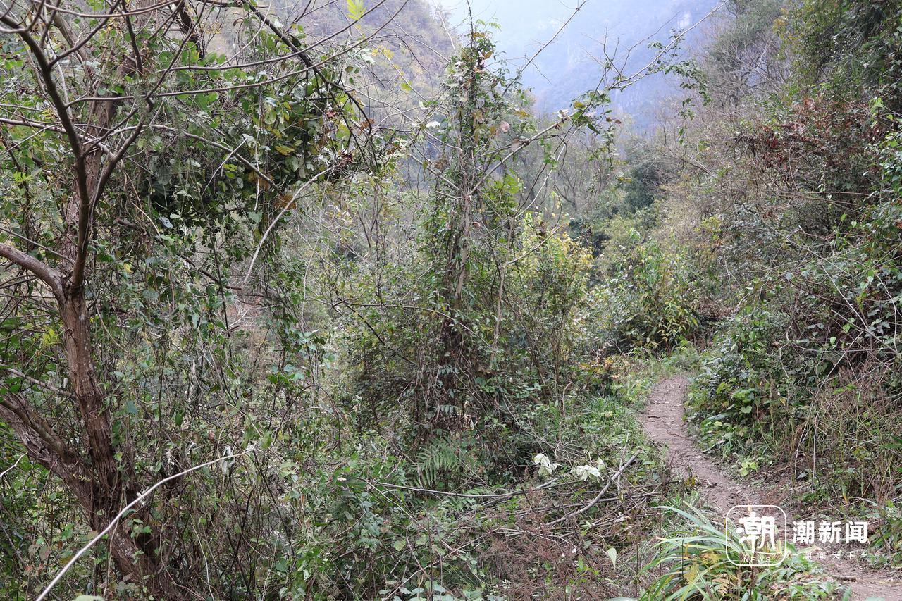 、流量与规则之间的“荒野求生”九游会j9ag一场摸索于山野(图2)