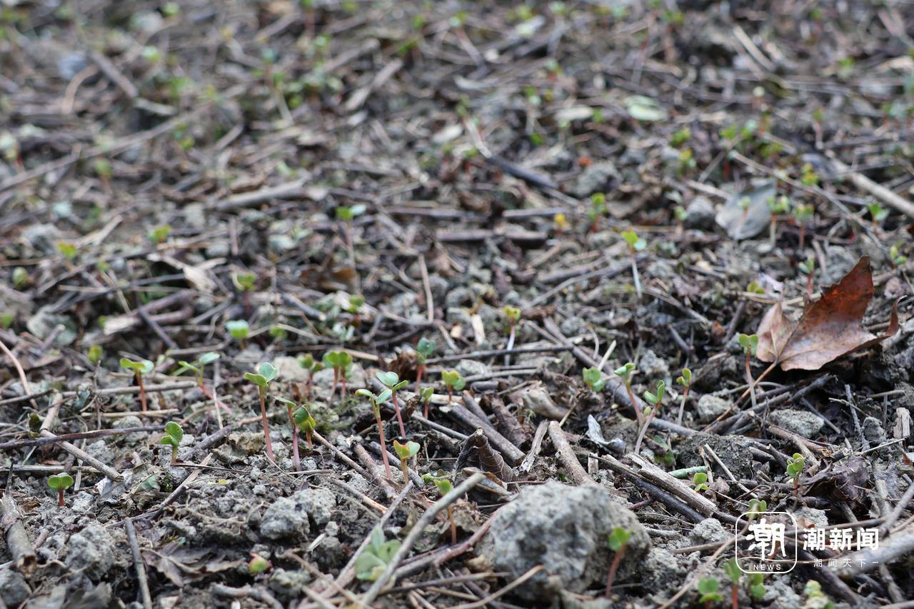 、流量与规则之间的“荒野求生”九游会j9ag一场摸索于山野(图4)